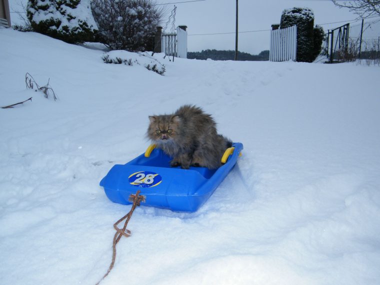 Chat – Persan – Moumou – Neige – Luge | Chat Persan, Chat intérieur Chien Qui Fait De La Luge