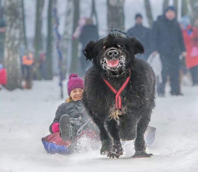 Cherche Une Station Où Faire De La Luge Avec Son Chien dedans Chien Qui Fait De La Luge