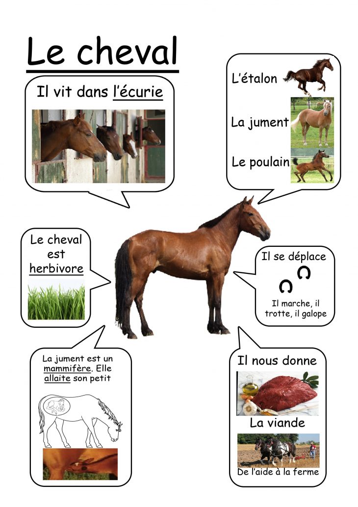 Cheval – Animaux De La Ferme | Animaux De La Ferme à Imagier Animaux De La Ferme