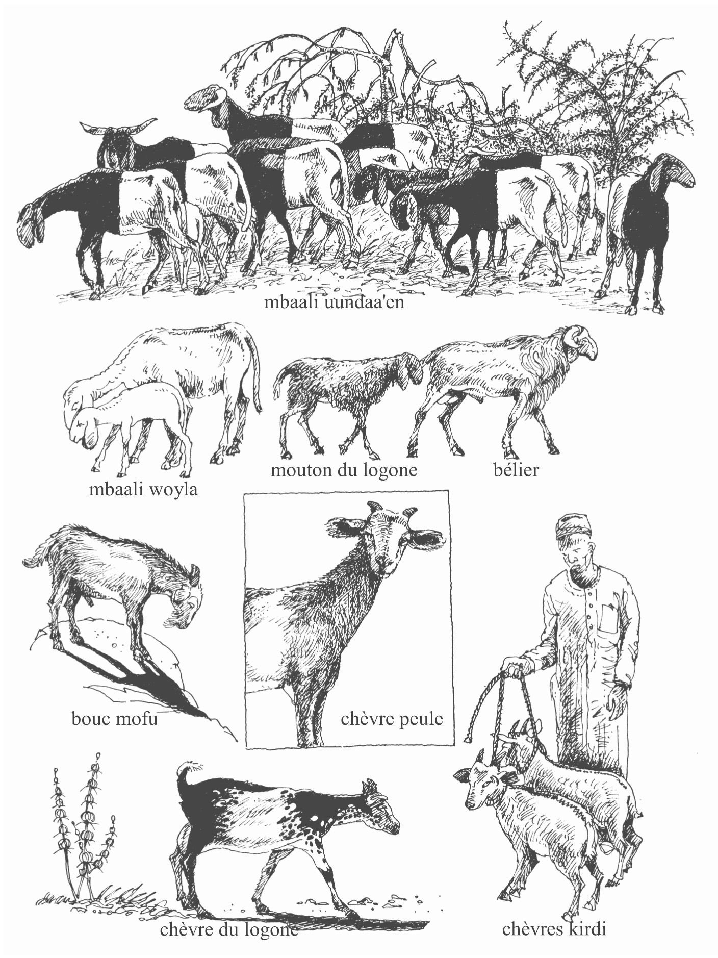 Chèvre Animal De La Terre, Mouton Animal De L&amp;#039;eau Nord Cameroun intérieur Différence Entre Brebis Et Mouton 