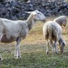 Chèvres, Brebis : Quelles Différences ? concernant Différence Entre Brebis Et Mouton
