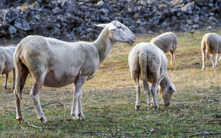 Chèvres, Brebis : Quelles Différences ? concernant Différence Entre Brebis Et Mouton