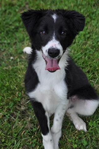 border collie 6 monate