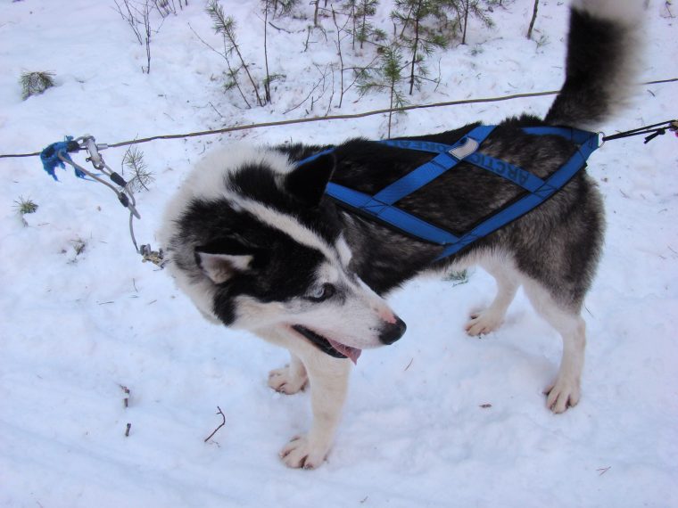 Chien D'attelage — Wikipédia intérieur Chien Qui Fait De La Luge