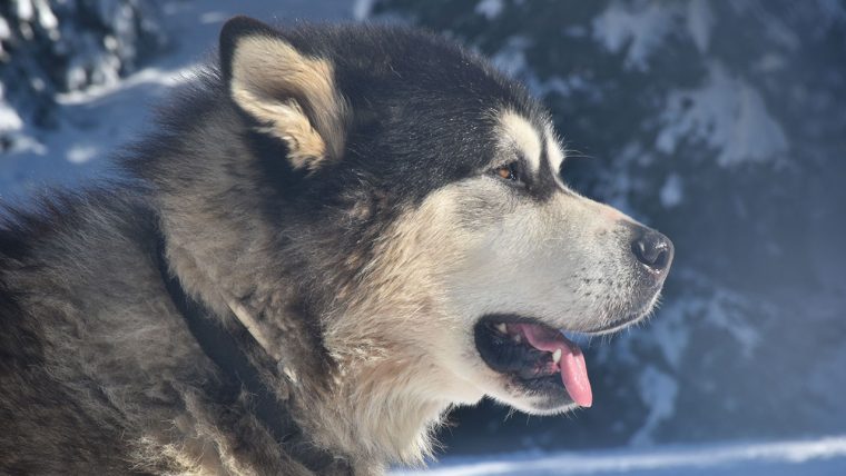 Chiens De Traîneaux Dans Les Pyrénées, À Payolle Et La Mongie destiné Chien Qui Fait De La Luge