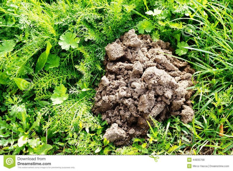 Colline De Taupe Photo Stock. Image Du Arbre, Herbe, Nature tout Arbre A Taupe