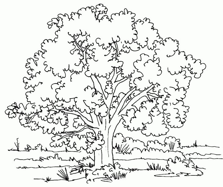 Coloriage Arbres – Les Beaux Dessins De Nature À Imprimer Et concernant Arbre A Colorier Et A Imprimer