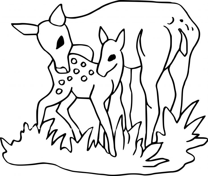 Coloriage Cerf Et Faon À Imprimer Sur Coloriages intérieur Faon Dessin