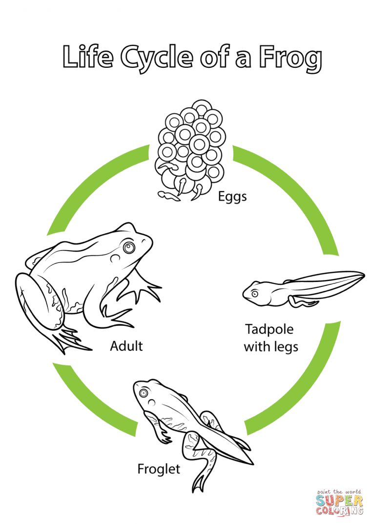 Coloriage – Cycle De Vie De La Grenouille | Coloriages À serapportantà Le Cycle De Vie De La Grenouille