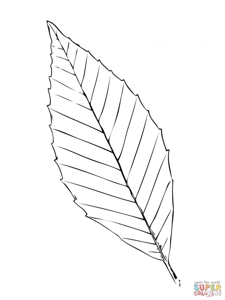 Coloriage – Feuille De Hêtre | Coloriages À Imprimer Gratuits destiné Feuille A Colorier