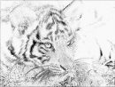 Coloriage Img 0145 E Ulysse Portrait À Imprimer Pour Les à Coloriage Bébé Tigre