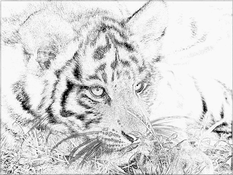 Coloriage Img 0145 E Ulysse Portrait À Imprimer Pour Les à Coloriage Bébé Tigre