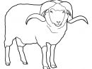 Coloriage Mouton - Les Beaux Dessins De Animaux À Imprimer tout Mouton À Colorier