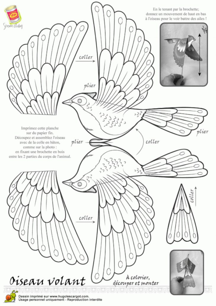 Coloriage Oiseau Legende Nb | Modèle Aviaire, Oiseaux À à Modèle Oiseau À Découper