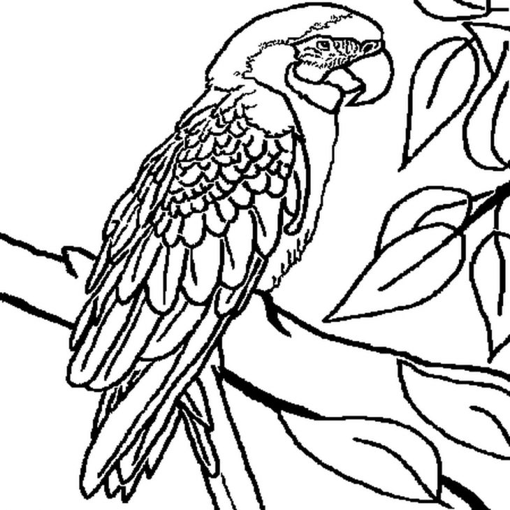 Coloriage Perroquet En Ligne Gratuit À Imprimer serapportantà Perroquet Coloriage A Imprimer