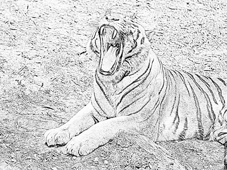 Coloriage Tigre Blanc 594 À Imprimer Pour Les Enfants avec Coloriage