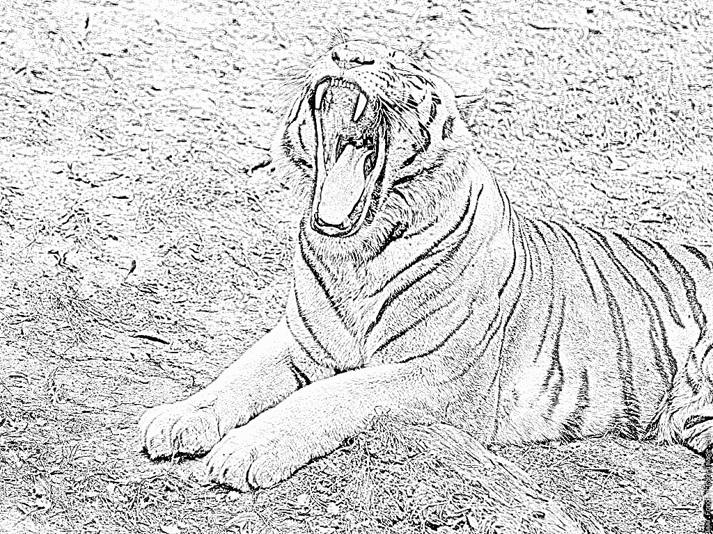 Coloriage Tigre Blanc 594 À Imprimer Pour Les Enfants avec Coloriage Bébé Tigre