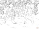 Coloriage - Tigre De Sibérie | Coloriages À Imprimer Gratuits avec Coloriage Bébé Tigre