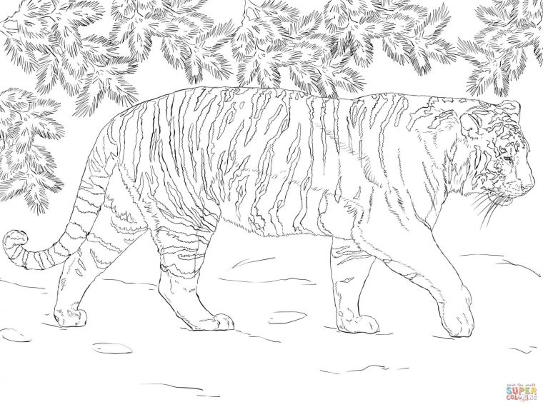 Coloriage – Tigre De Sibérie | Coloriages À Imprimer Gratuits avec Coloriage Bébé Tigre