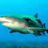 Commensalisme: Définition Et Explications avec Requin Souris