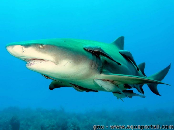 Commensalisme: Définition Et Explications avec Requin Souris