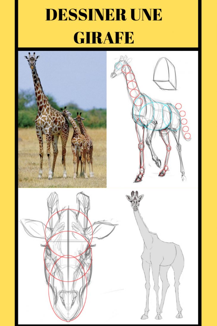 Comment Dessiner Une Girafe | Comment Dessiner Une Girafe encequiconcerne Apprendre A Dessiner Des Animaux Facilement Et Gratuitement