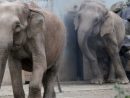 Comment Euthanasier Deux Éléphants | Slate.fr à Barrissement Elephant