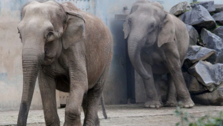 Comment Euthanasier Deux Éléphants | Slate.fr à Barrissement Elephant