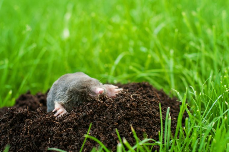 Comment Éviter Les Taupes Dans Son Jardin ? concernant Arbre A Taupe