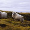 Comment Le Mouton À Laine Est Apparu | Pour La Science destiné Différence Entre Brebis Et Mouton