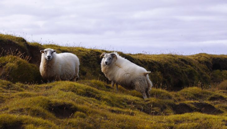 Comment Le Mouton À Laine Est Apparu | Pour La Science destiné Différence Entre Brebis Et Mouton