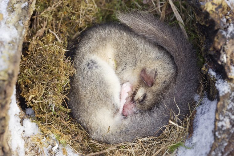 Comment Les Animaux Peuvent-Ils Hiberner Sans Boire ? Gabin pour Animaux Qui Hivernent