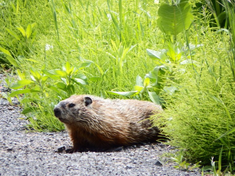 Comment Survivent Les Animaux En Hiver? – Comité Zip Du Lac dedans Animaux Qui Hivernent