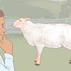 Comment Tondre Un Mouton (Avec Images) - Wikihow intérieur Différence Entre Brebis Et Mouton