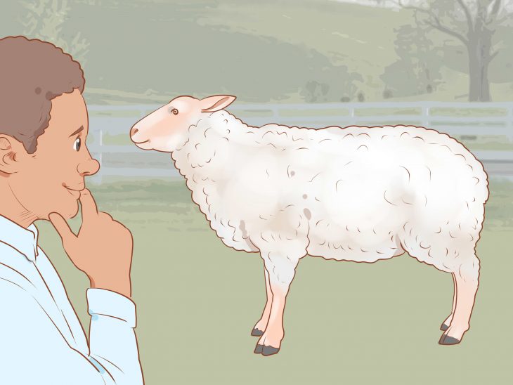 Comment Tondre Un Mouton (Avec Images) – Wikihow intérieur Différence Entre Brebis Et Mouton