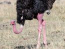 Common Ostrich Ostrich Struthio Camelus Kenya East Africa intérieur Male De L Autruche