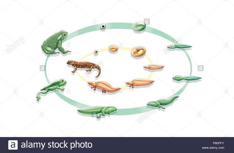 Comparaison Entre Le Cycle De Vie De La Grenouille Et La concernant Le Cycle De Vie De La Grenouille