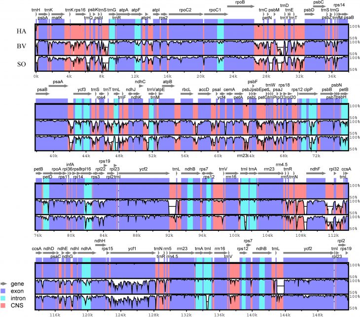 Comparative Analysis Of The Complete Chloroplast Genome serapportantà Reproduction Figure Cp