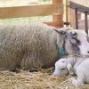 Comprendre Le Fonctionnement Du Lien Maternel Pour Bien avec Différence Entre Brebis Et Mouton