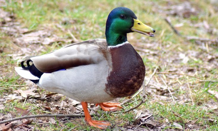 Comptine – Chanson – "un Canard" – Relais Petite Enfance De tout Canard Canne