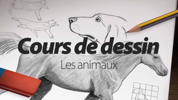 Cours De Dessin Apprendre À Dessiner Les Animaux Par Elephorm dedans Apprendre A Dessiner Des Animaux Facilement Et Gratuitement