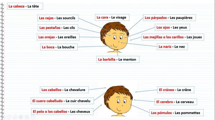 Cours D'espagnol Gratuit Le Corps Humain En Espagnol encequiconcerne Apprendre Les Parties Du Visage