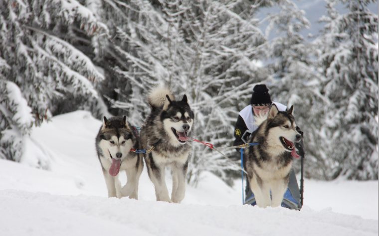 Course De Chiens De Traîneaux – Station Du Lac Blanc – 68370 dedans Chien Qui Fait De La Luge