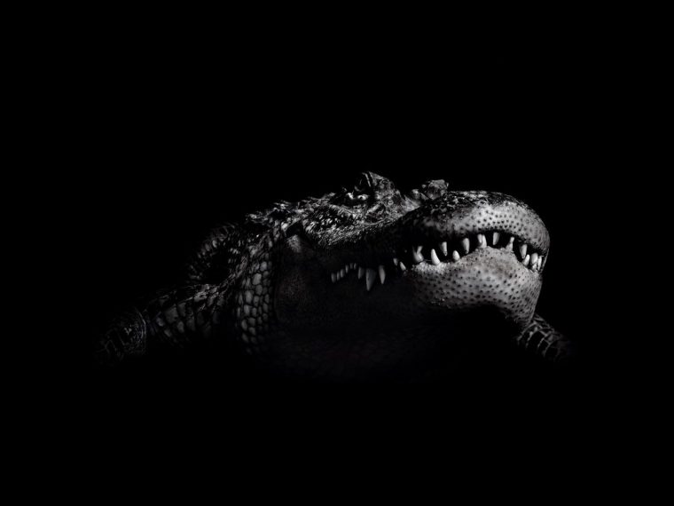 Crocodile Hd Background destiné Mots Gator