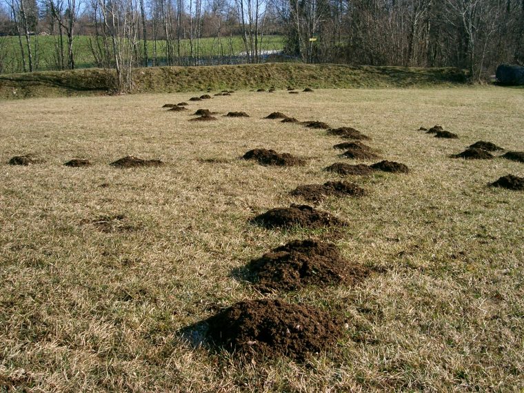 Cultiver Avec Les Taupes à Arbre A Taupe