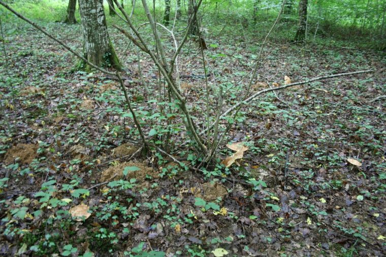 Cultiver Avec Les Taupes destiné Arbre A Taupe