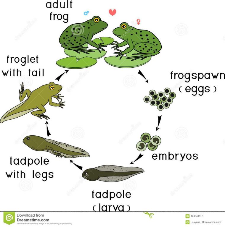 Cycle De Vie De Grenouille Étapes Du Développement De La destiné Le Cycle De Vie De La Grenouille