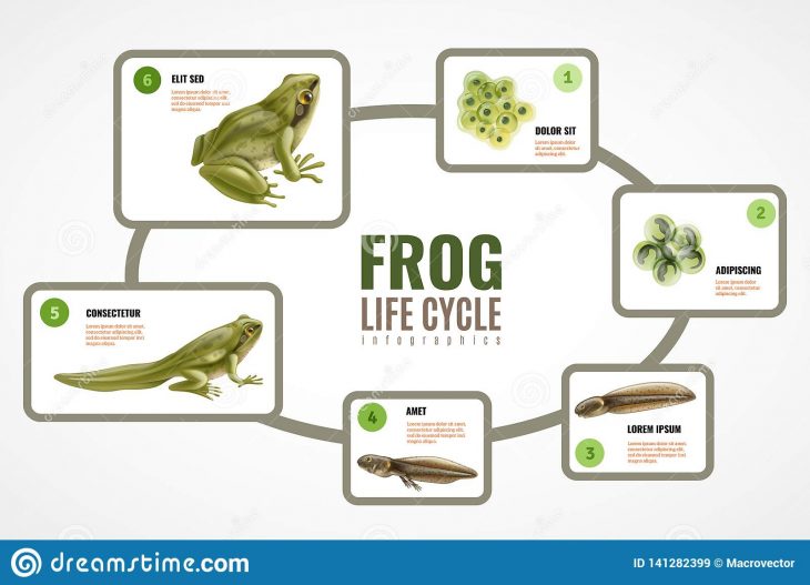 Cycle De Vie De Grenouille Graphics Illustration De pour Cycle De Vie Grenouille