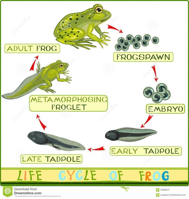 Cycle De Vie De Grenouille Illustration De Vecteur concernant Cycle De Vie Grenouille