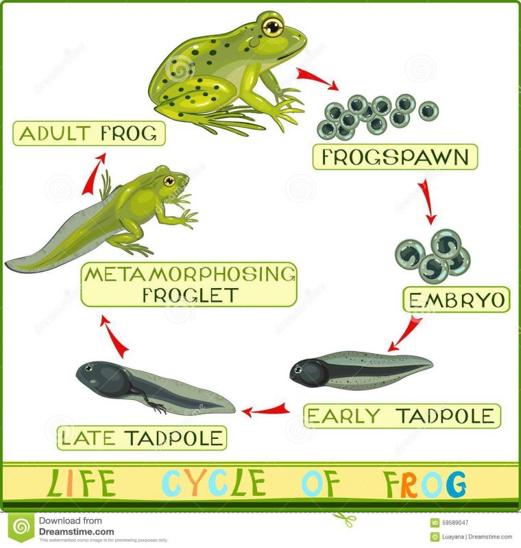 Cycle De Vie De Grenouille Illustration De Vecteur tout Le Cycle De Vie De La Grenouille